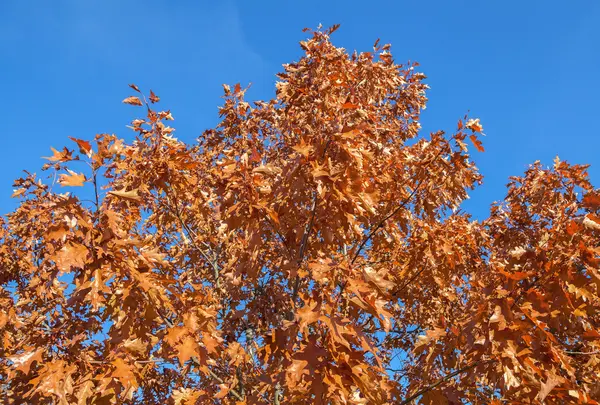 Stora ek i ett fall. — Stockfoto