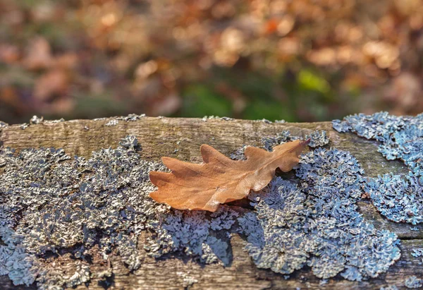 Blad av ek. — Stockfoto