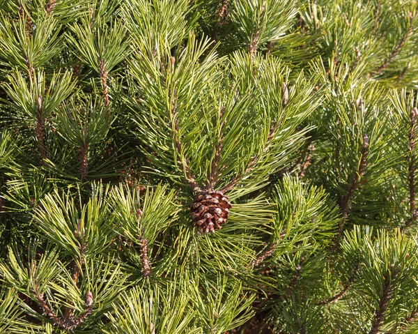 Pine tree with cone. — Stock Photo, Image