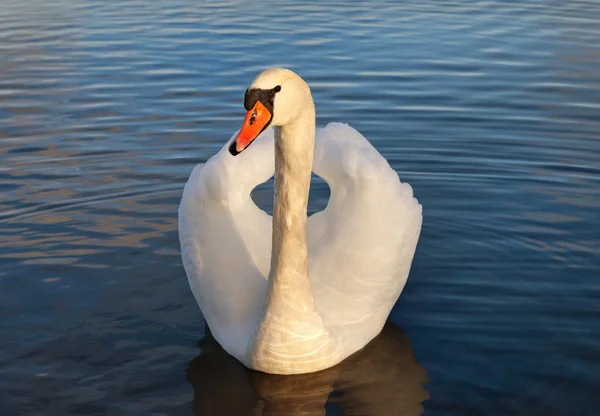 Vit svan på vattnet. — Stockfoto