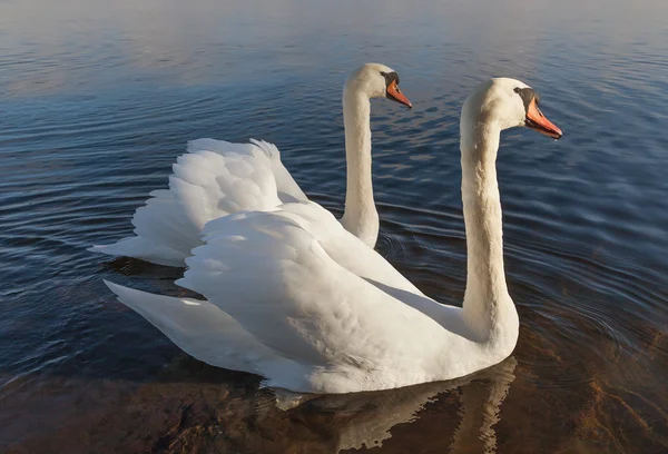 Dois cisnes brancos na água. — Fotografia de Stock