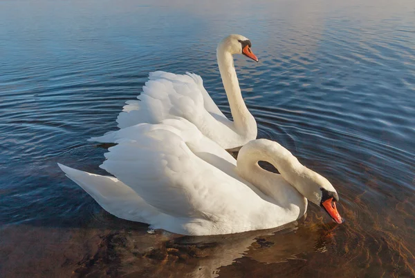 Due cigni bianchi sull'acqua. — Foto Stock