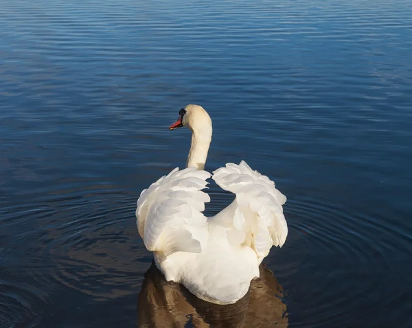 Bílá labuť na vodě. — Stock fotografie