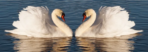 Dos cisnes blancos en el agua. —  Fotos de Stock