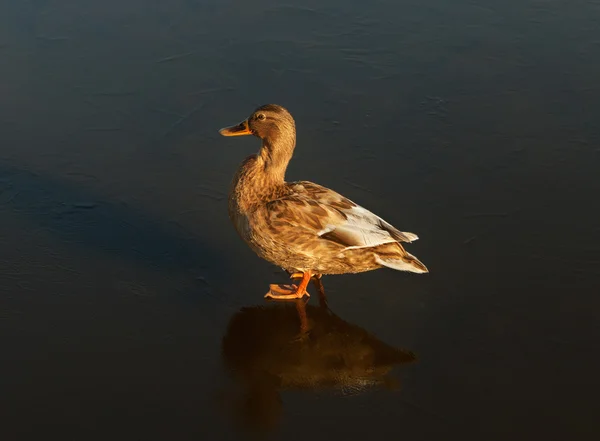 Un canard sur la glace du lac . — Photo