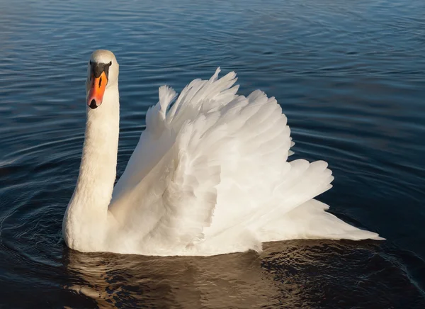 Cisne na água. — Fotografia de Stock