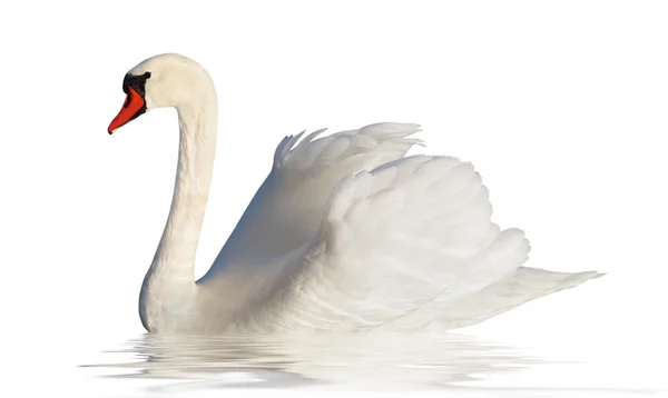 Pluizige witte zwaan. — Stockfoto