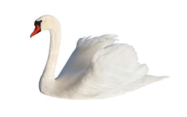 Flauschiger weißer Schwan. — Stockfoto