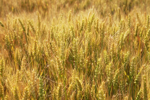 Campo de trigo dorado . — Foto de Stock