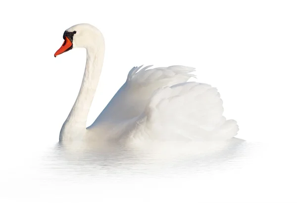 Flauschiger weißer Schwan. — Stockfoto