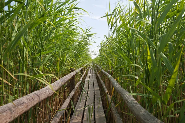 湖上的路径. — 图库照片