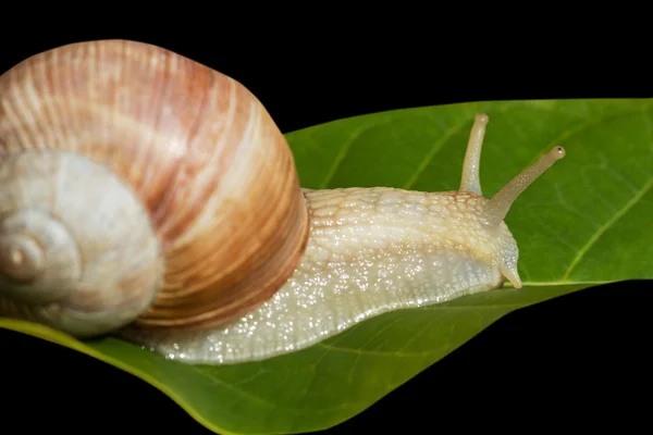 Weinschnecke auf dem Blatt. — Stockfoto