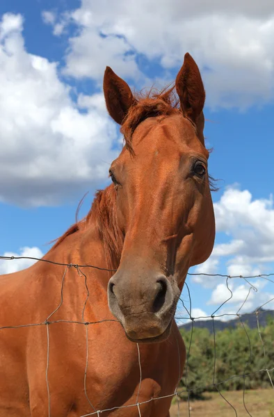 Cavalo no Sol Teodoro . — Fotografia de Stock