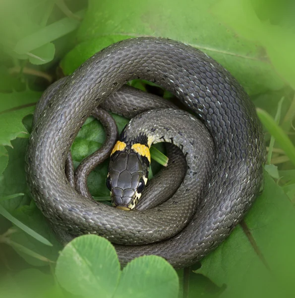 A cobra da grama é escorregadia . — Fotografia de Stock