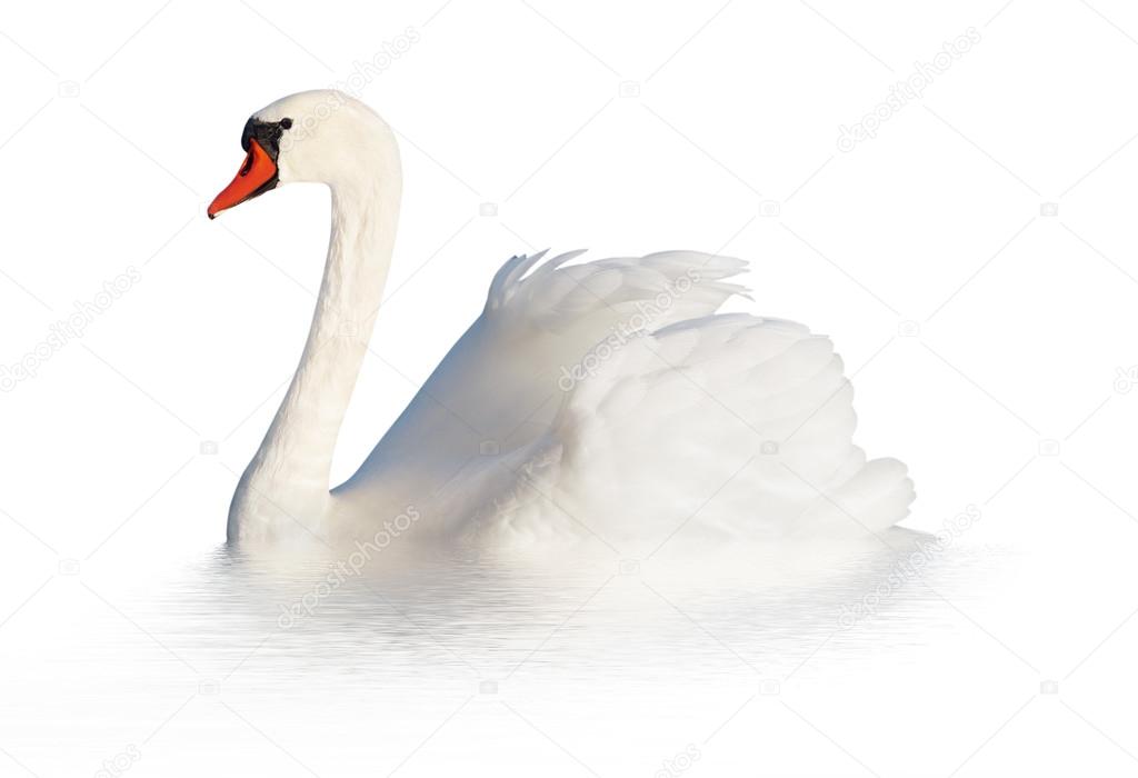 Fluffy white swan.