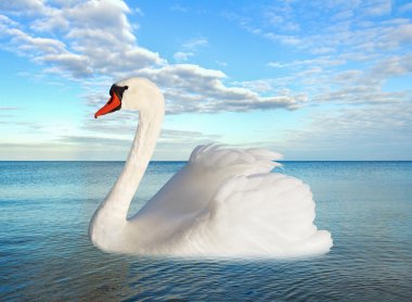 Deniz kıyısında.