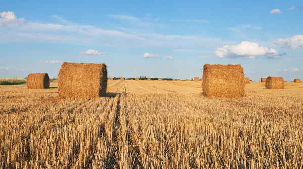 Feld mit Strohballen. — Stockfoto