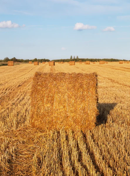 Campo com fardos de palha. — Fotografia de Stock