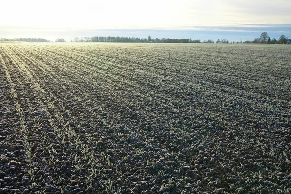 Erster Frost auf einem Feld. — Stockfoto