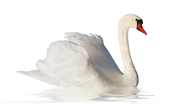 Cisne branco fofo . — Fotografia de Stock