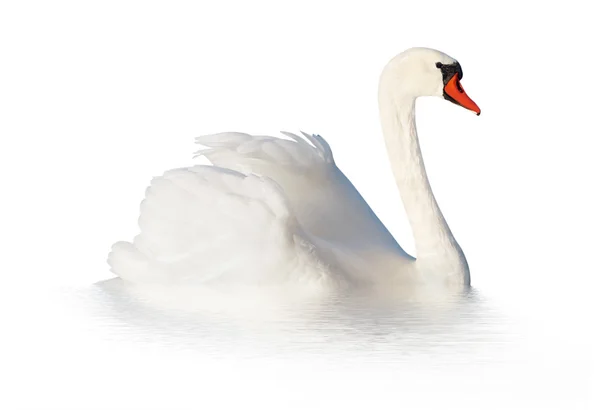 Dois cisnes brancos . — Fotografia de Stock