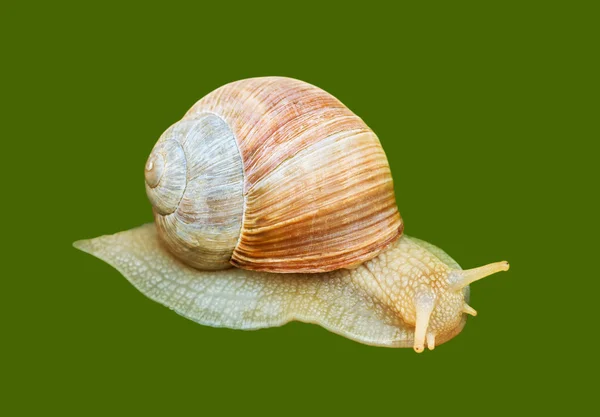 Big wine snail. — Stock Photo, Image