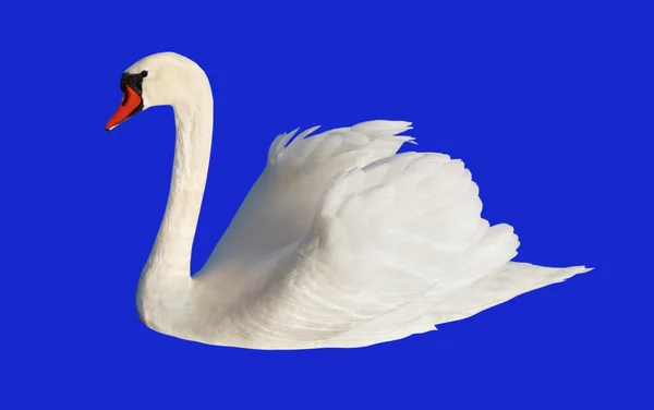 Fluffy white swan. — Stock Photo, Image