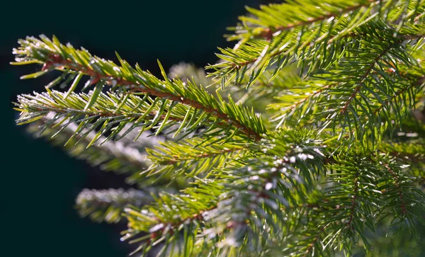 Branches de sapin couvertes de givre . — Photo