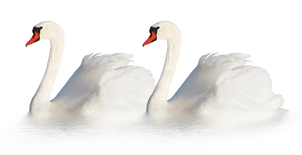 Dois cisnes brancos . — Fotografia de Stock