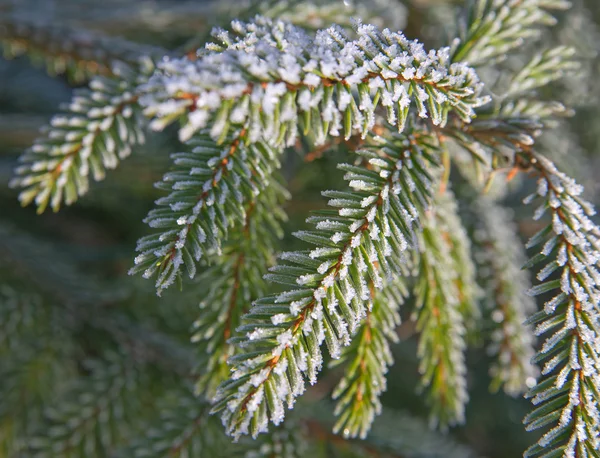 Fir takken bedekt met vorst. — Stockfoto