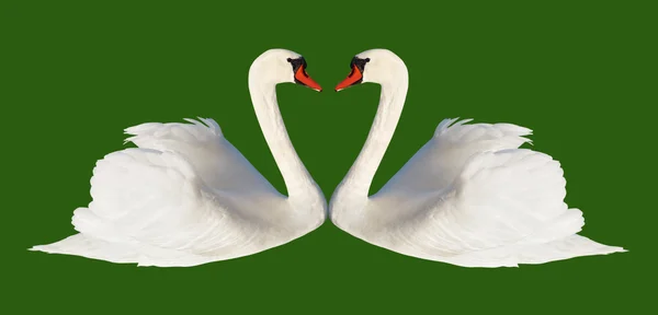 Fluffy white swans. — Stock Photo, Image