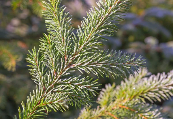 Branches de sapin couvertes de givre . — Photo