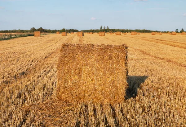 Feld mit Strohballen. lizenzfreie Stockbilder