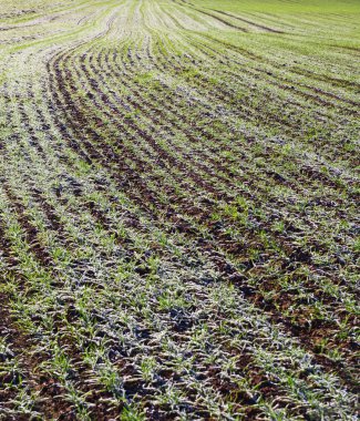 Kar altında büyüyen buğday.