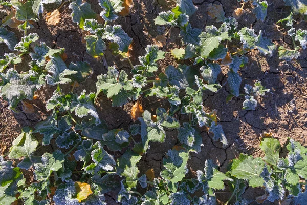 Cultivo de canola bajo la nieve . —  Fotos de Stock