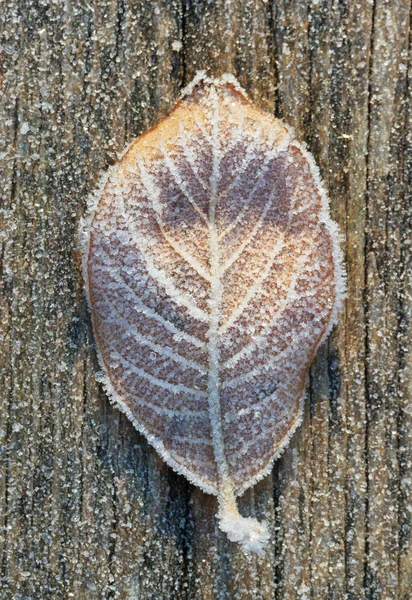 Leaf under frost. — Stock Photo, Image