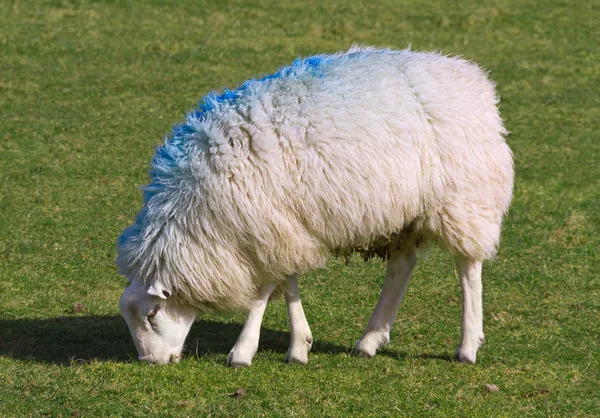 Schafe auf einem Feld. — Stockfoto