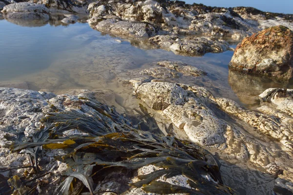 Detail van kalksteen kustlijn. — Stockfoto