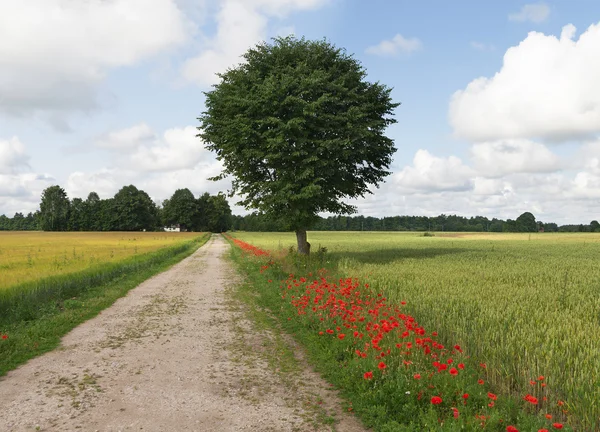 Fältet för korn. — Stockfoto