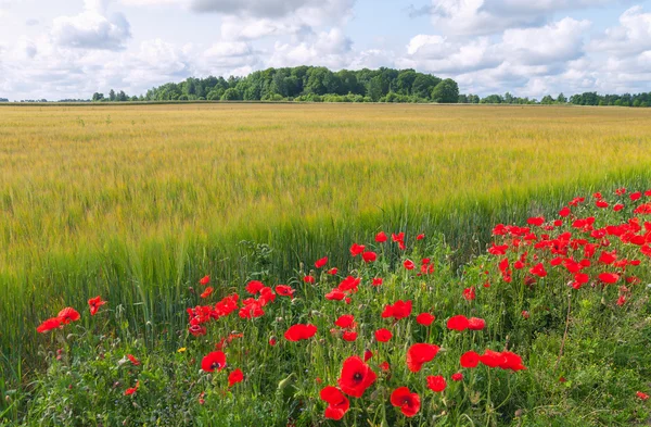 Gebied van gerst. — Stockfoto