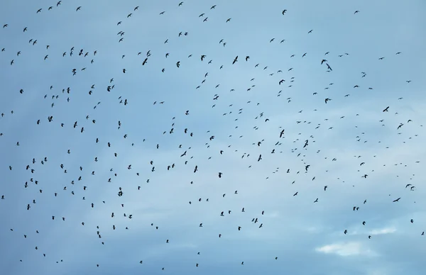 Vögel in den Himmel. — Stockfoto