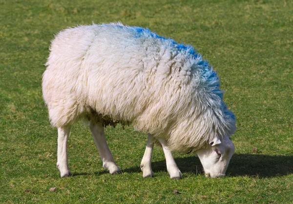 Schafe auf einem Feld. — Stockfoto