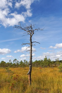 Bataklığa görüntülemek.