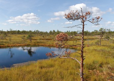 Bataklığa görüntülemek.