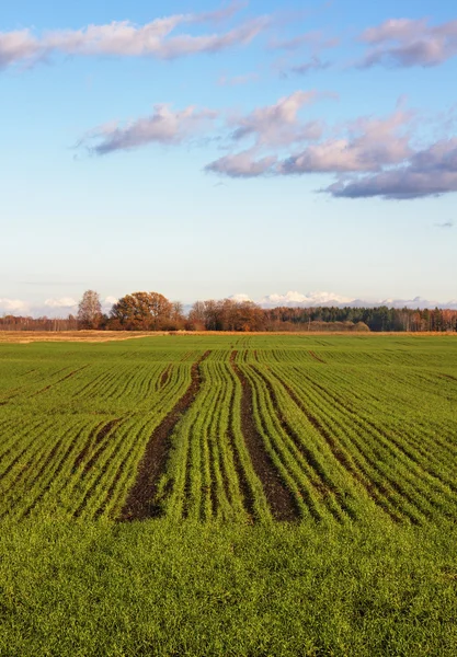 Uprawa pszenicy młodych. — Zdjęcie stockowe