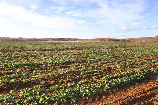 Junges Rapsfeld. — Stockfoto