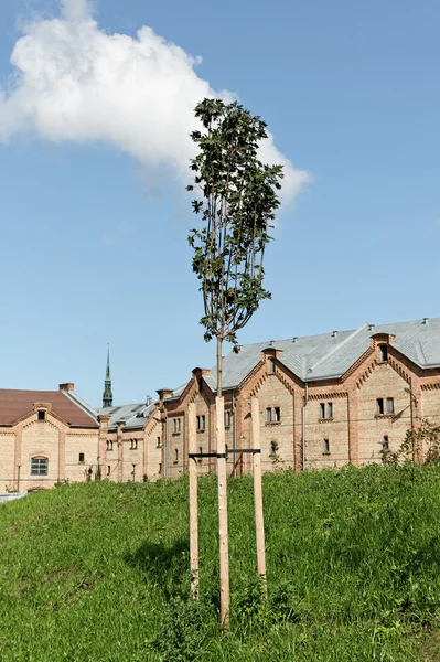 Rośnie nowe drzewo. — Zdjęcie stockowe