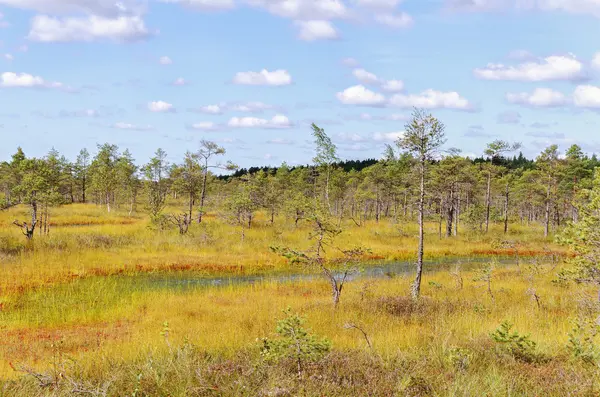 National park of Kemeri in Latvia. — Stock Photo, Image