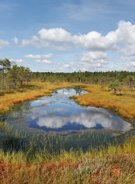 National park of Kemeri in Latvia. — Stock Photo, Image