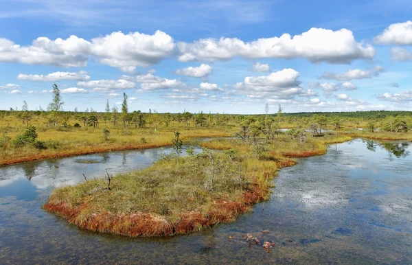 View to the bog. — Stock Photo, Image